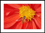 Hover on Dahlia...