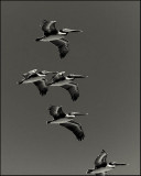 Pelicans