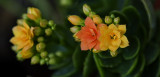 Cactus Flowers