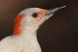 Red-bellied Woodpecker - female