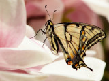 First Butt of the Season ( Tiger Swallowtail )