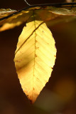  Golden leaf