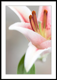 Stargazer Lily