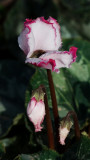 Cyclamen