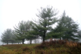  Foggy days and the Trees
