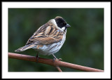 Reed bunting