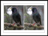 Starling comparison.jpg