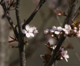 Tree Flower