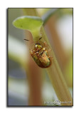 Convolvulus arvensis<br>Golden Tortoise Beetle
