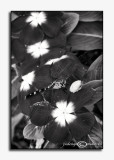 Green on Red<br>Achromatic August<br>August 15
