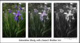 Saturation Study<br>May 6