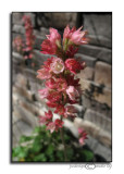 Heuchera micrantha<br><i>Coral Bells</i><br>May 12