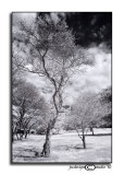 77 TITC:<br>Tiny & Tall Trees