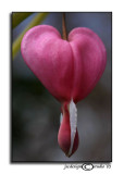 Bleeding Heart I