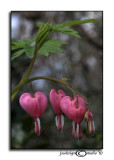 Bleeding Heart III