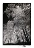 Diffuse Light V