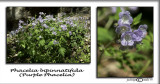 Phacelia bipinnatifida<br><i>Purple Pacelia</i>