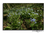 Mertensia virginica<br><i>Virginia Bluebell</i>