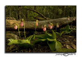 Cypripedium acaule I<br><i>Pink Ladys Slipper</i>