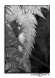 IR Fern