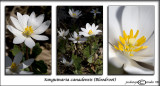 Sanguinaria canadensis<br>(<i>Bloodroot</i>)<br>March 25