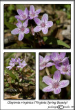 Claytonia virginica<br>(<i>Spring Beauty</i>)<br>March 26