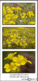Lesquerella lescurii<br>(<i>Nashville Mustard</i>)<br>March 28