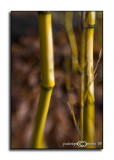 Bent<p>April 1