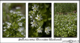 Stellaria corei<br>(<i>Tennessee Chickweed</i>)<br>April 7
