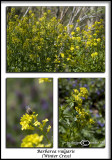 Barbarea vulgaris<br>(<i>Winter Cress</i>)