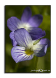 Viola rafinesquii<br>(<i>Field Pansy</i>)<br>April 16