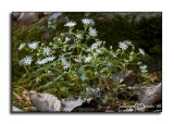 Stellaria pubera<br>(<i>Giant Chickweed</i>)
