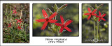 Sirene virginica<br>(<i>Fire Pink</i>)<br>April 21