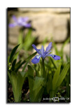 Iris cristata<br>Dwarf Crested Iris