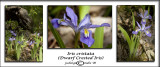 Iris cristata<br>(<i>Dwarf Crested Iris</i>)<br>April 25