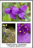 Tradescantia virginiana<br>(<i>Virginia Spiderwort</i>)