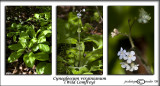 Cynoglossum virginianum<br>(<i>Wild Comfrey</i>)