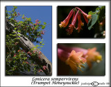 Lonicera sempervirens<br>(<i>Trumpet Honeysuckle</i>)