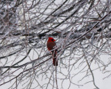 Omaha Winter 2009043.JPG