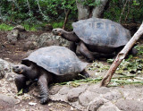 Giant Galapagos tortoises, San Cristobal