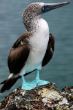 Blue-footed boobie, Isabella
