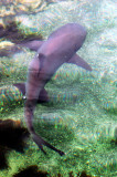 Nurse shark swimming in a lagoon, Isabella