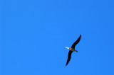Finally we catch glimpse of a red-footed booby!