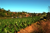 Taro fields on Viti Levu