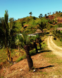 Black ferns lining the road to a traditional village, Viti Levu