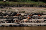 Water buffalos resting