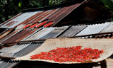 Drying chillies, Lathan