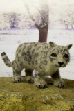 SNOW LEOPARD DEC 2007