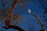 Waxing Gibbous Moon with Trees