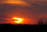 Equinox Sunset with Heron